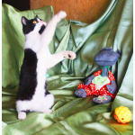 Котёнок Паня с круглой мордочкой в добрые руки