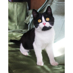 Котёнок Паня с круглой мордочкой в добрые руки