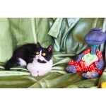 Котёнок Паня с круглой мордочкой в добрые руки