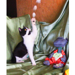 Котёнок Паня с круглой мордочкой в добрые руки