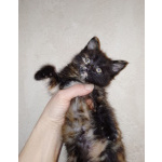 Ищет дом котенок - трехцветка.