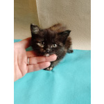 Ищет дом котенок - трехцветка.