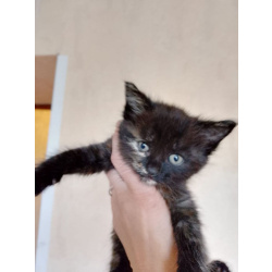 Ищет дом котенок - трехцветка.