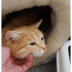 Неимоверно ласковый котёнок Лучано в добрые руки