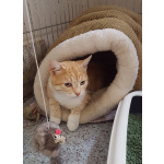 Неимоверно ласковый котёнок Лучано в добрые руки