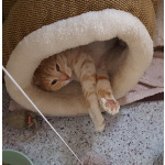 Неимоверно ласковый котёнок Лучано в добрые руки