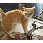 Неимоверно ласковый котёнок Лучано в добрые руки