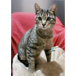 Доброе сердце для кошки Ириски.