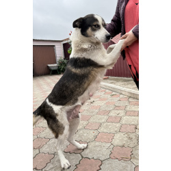 Щенки