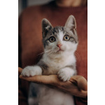 Котенок Степан ищет дом!