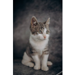 Котенок Степан ищет дом!