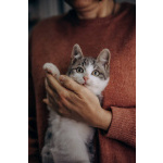 Котенок Степан ищет дом!