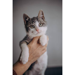 Котенок Степан ищет дом!