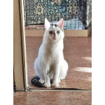 Капелька, молодой роскошный котик ищет дом