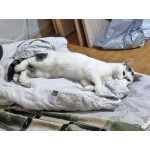 Капелька, молодой роскошный котик ищет дом