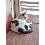 Капелька, молодой роскошный котик ищет дом
