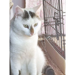 Капелька, молодой роскошный котик ищет дом