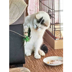 Капелька, молодой роскошный котик ищет дом