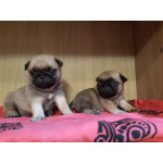 Мопсята бежевые (документы РКФ) привиты