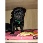 Щенки мопса бежевые (документы РКФ-привиты)