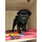 Мопсята с документами РКФ (привиты)