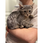 Котята ищут дом!