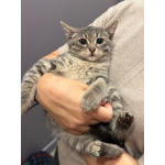 Котята ищут дом!