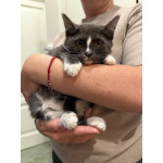Котята ищут дом!