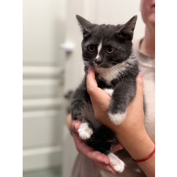 Котята ищут дом!