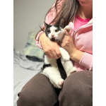 Котик Мишенька ищет дом!