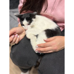 Котик Мишенька ищет дом!