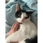 Котик Мишенька ищет дом!