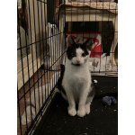 Котик Мишенька ищет дом!