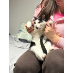 Котик Мишенька ищет дом!