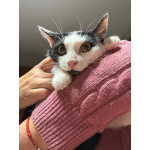 Котик Мишенька ищет дом!