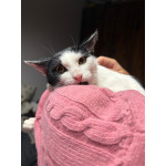 Котик Мишенька ищет дом!