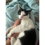 Котик Мишенька ищет дом!