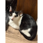 Котик Мишенька ищет дом!