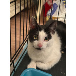 Котик Мишенька ищет дом!