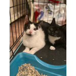 Котик Мишенька ищет дом!