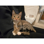 Кнопа и Кренделек ищут дом!