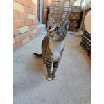 Кнопа и Кренделек ищут дом!