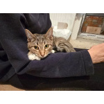 Кнопа и Кренделек ищут дом!