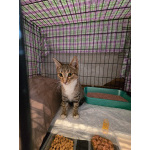 Кнопа и Кренделек ищут дом!