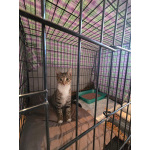 Кнопа и Кренделек ищут дом!