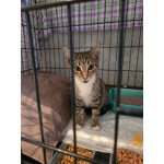 Кнопа и Кренделек ищут дом!