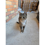 Кнопа и Кренделек ищут дом!