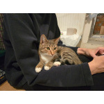 Кнопа и Кренделек ищут дом!