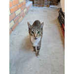 Кнопа и Кренделек ищут дом!