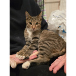 Кнопа и Кренделек ищут дом!